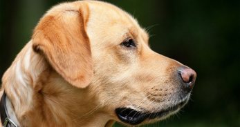 Las mascotas ideales para Cáncer - CáncerHoy.net